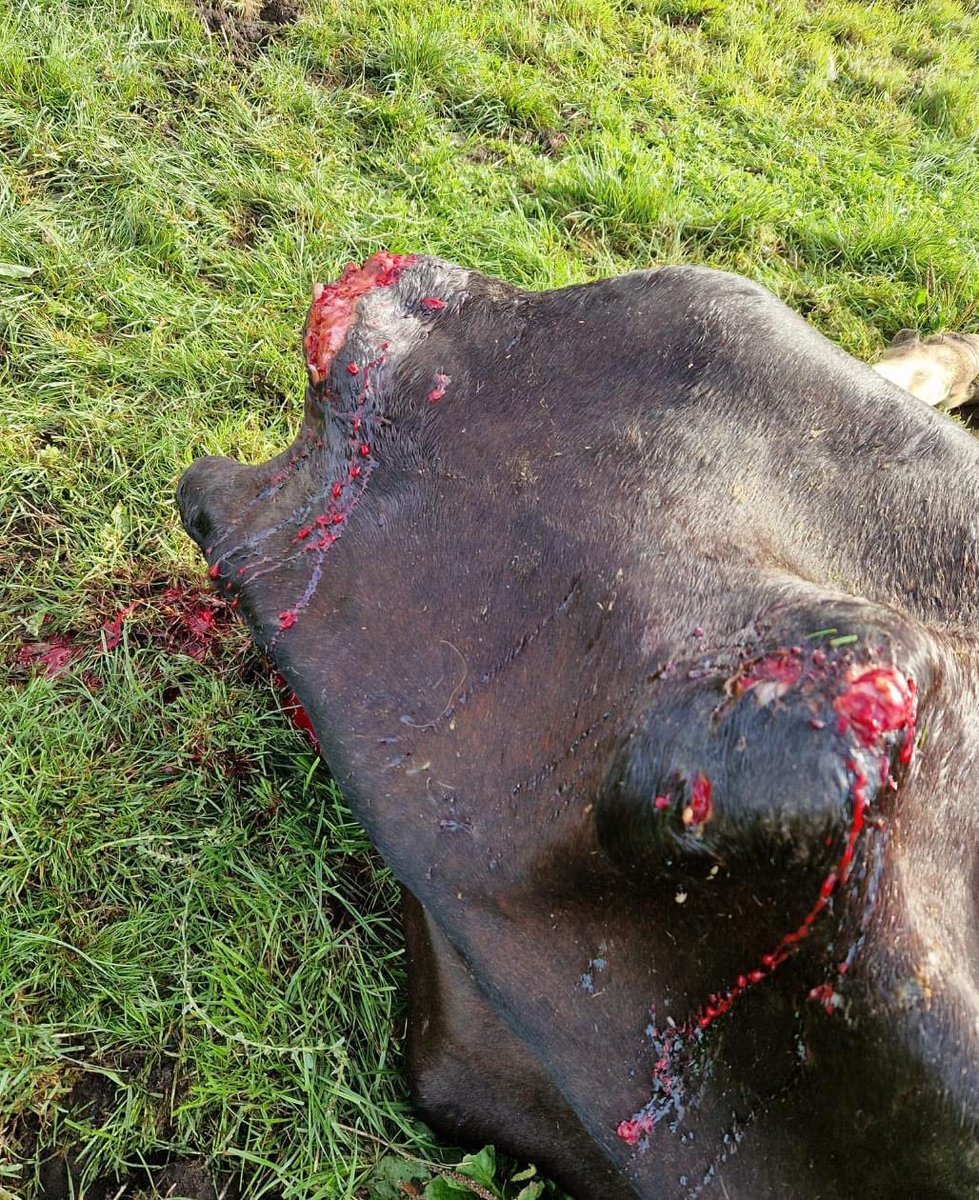 Wanneer worden jullie eens wakker <a href="/HenkJumelet/">Henk Jumelet</a> <a href="/ProvDrenthe/">Provincie Drenthe</a>? Dit gaat nog veel erger worden! Wie kan er worden gebeld als er een kind gegrepen wordt? <a href="/DesireKarelse/">Désiré Karelse</a> <a href="/BIJ12nl/">BIJ12</a> <a href="/IPO_Provincies/">IPO</a> <a href="/JanCeesVogelaar/">Jan Cees Vogelaar.</a> <a href="/terugindepolder/">Edwin Timmer</a> #wolf #wolven <a href="/HenkBrinkDr/">Henk Brink</a> #drenthe