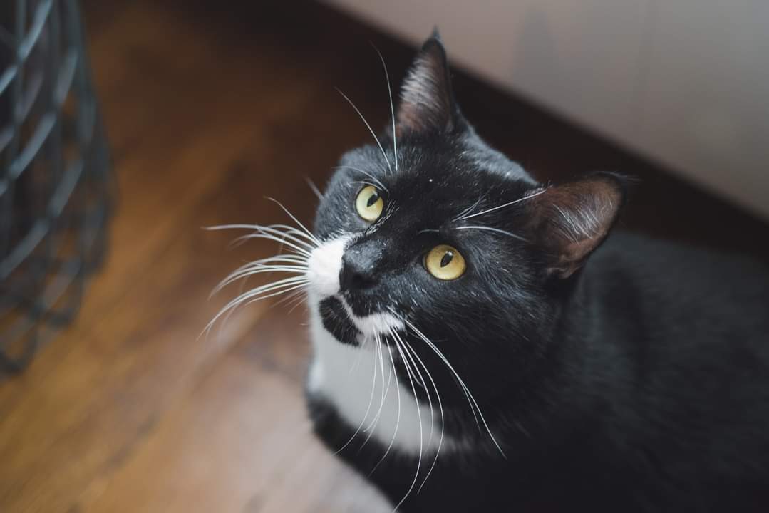 Association Owca tweet media