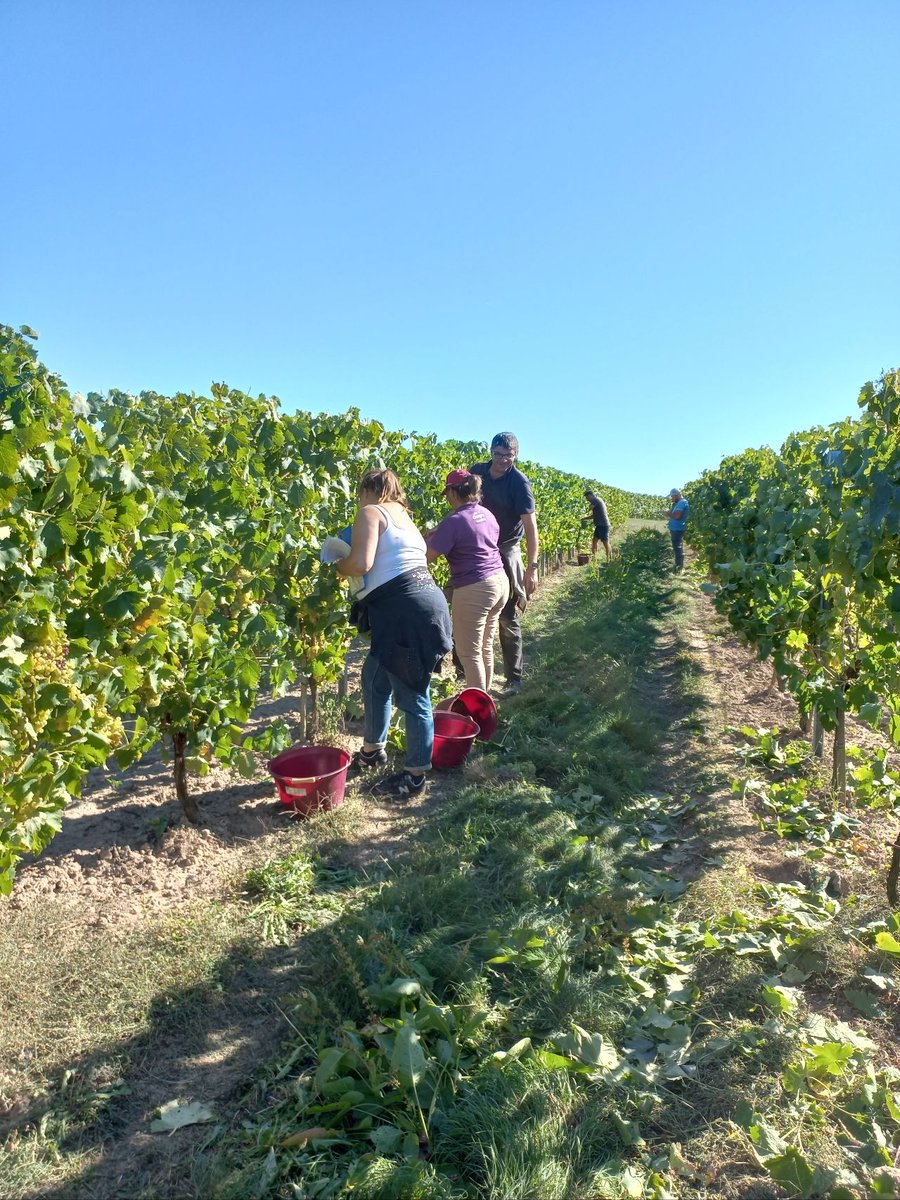 GroupeIsidore's tweet image. Quatrième année de récolte des essais de mises en réserve de la vigne sur la ferme Etamines par les techniciens du @GroupeIsidore 

Excellents résultats de rendement et de qualité ! 😃🍇

#vendanges #vignes #viticulture #negoceagricole