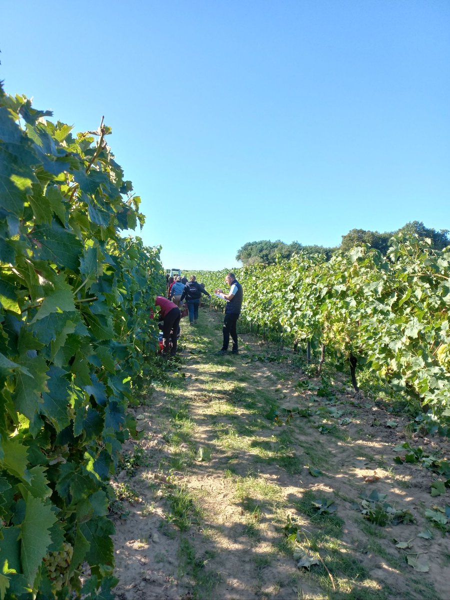 GroupeIsidore's tweet image. Quatrième année de récolte des essais de mises en réserve de la vigne sur la ferme Etamines par les techniciens du @GroupeIsidore 

Excellents résultats de rendement et de qualité ! 😃🍇

#vendanges #vignes #viticulture #negoceagricole