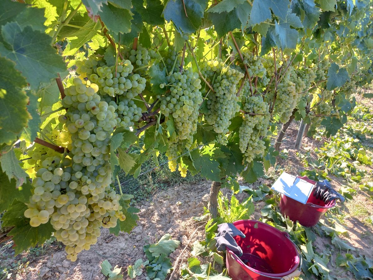 GroupeIsidore's tweet image. Quatrième année de récolte des essais de mises en réserve de la vigne sur la ferme Etamines par les techniciens du @GroupeIsidore 

Excellents résultats de rendement et de qualité ! 😃🍇

#vendanges #vignes #viticulture #negoceagricole