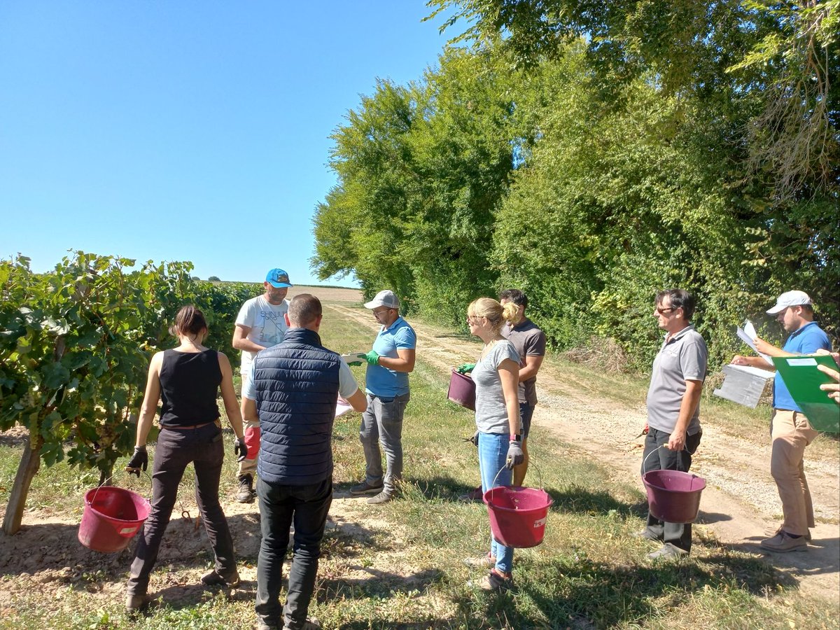GroupeIsidore's tweet image. Quatrième année de récolte des essais de mises en réserve de la vigne sur la ferme Etamines par les techniciens du @GroupeIsidore 

Excellents résultats de rendement et de qualité ! 😃🍇

#vendanges #vignes #viticulture #negoceagricole