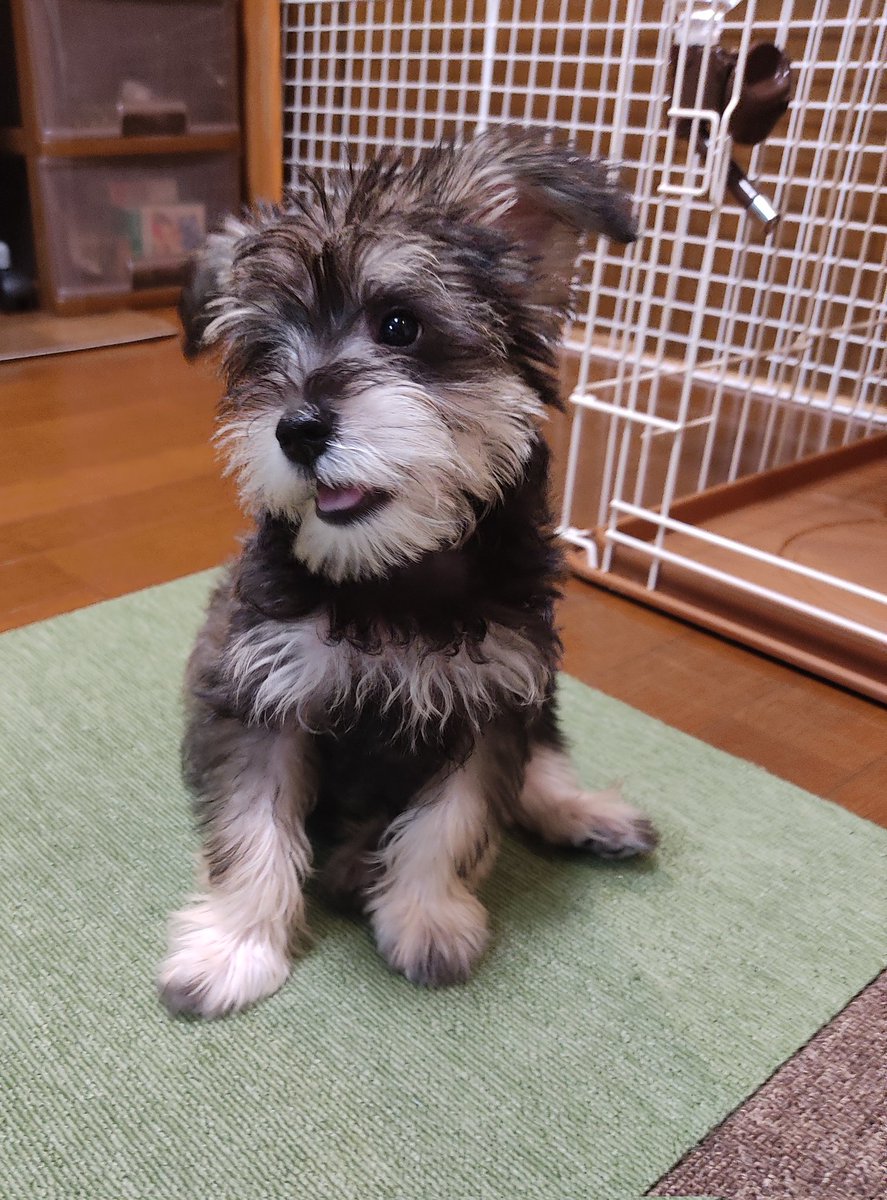shunainuai's tweet photo. 会社行く暇があったら犬にあいたいよう
でも会社行かないと犬の生活を守れない
つらい https://t.co/Y3pi2Dsw8K