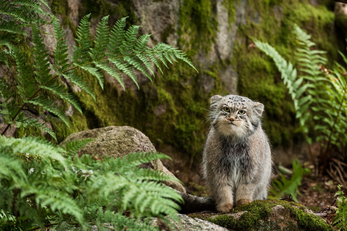 Did you spot the Pallas's cat on #FrozenPlanetII? We are working with Pallas’s cat International Conservation Alliance to increase conservation efforts and global awareness of the species 💚 Find out more 👉 bit.ly/RZSSPallassCat 📷 @NordensArk