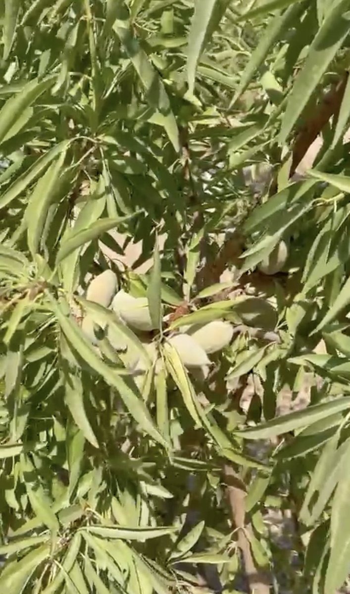 Agromillora_'s tweet photo. 🌳 #Almendro en seto
✅Variedad #Penta 
🌱Sobre portainjerto #rootpac20 
📍Albacete
🗓️Plantada en 2019 
🗣️¡¡se ha realizado la poda de formación!!

#Agromillora https://t.co/uhDptTrPAH