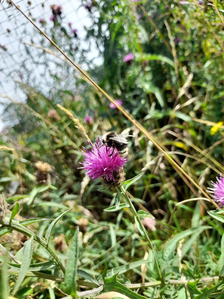BeeWalk, postponed from last week will be held this Saturday, 24 September. Meet at the Medieval Garden at 1.30pm.
See you there.
#northshields #tynemouth #NTCouncilTeam #parklifebroughttoyou 
#BumblebeeTrust