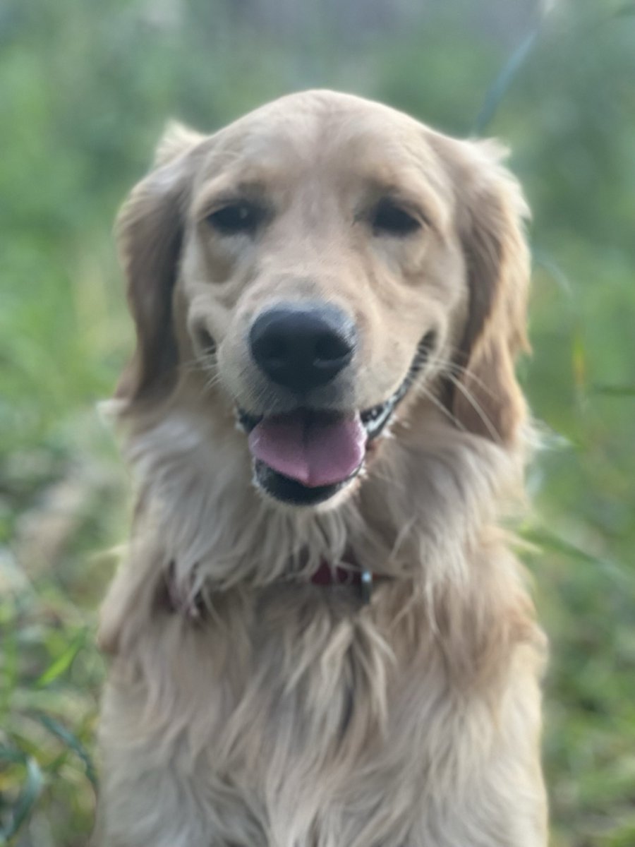 bunsenbernerbmd's tweet photo. Your dog doesn’t care about you.

Just kidding.  

They do, deeply.
They just don’t care about your face.

Find out more on The Super Pawesome Science Thread!
#TSPST https://t.co/yQkfoLuTfC