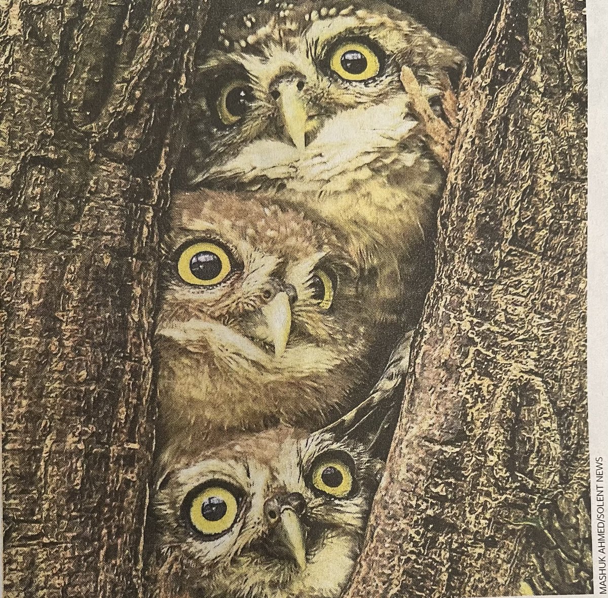 jamesjpdrake's tweet image. Three wise owls: photographer Mashuk Ahmed spent four months waiting to catch this moment in Bangladesh.