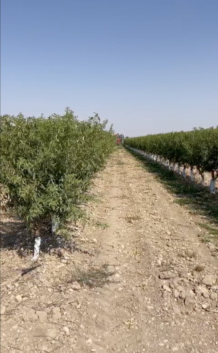 Agromillora_'s tweet photo. 🌳 #Almendro en seto
✅Variedad #Penta 
🌱Sobre portainjerto #rootpac20 
📍Albacete
🗓️Plantada en 2019 
🗣️¡¡se ha realizado la poda de formación!!

#Agromillora https://t.co/uhDptTrPAH