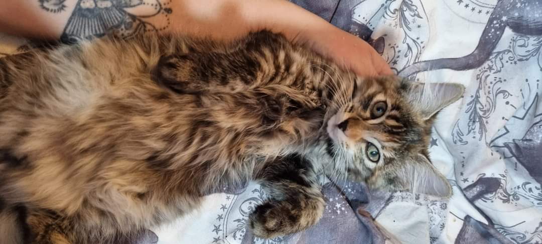 moofiemakes's tweet photo. Pretty sure my kitten is BB's twin... https://t.co/xLo5dvxfEh