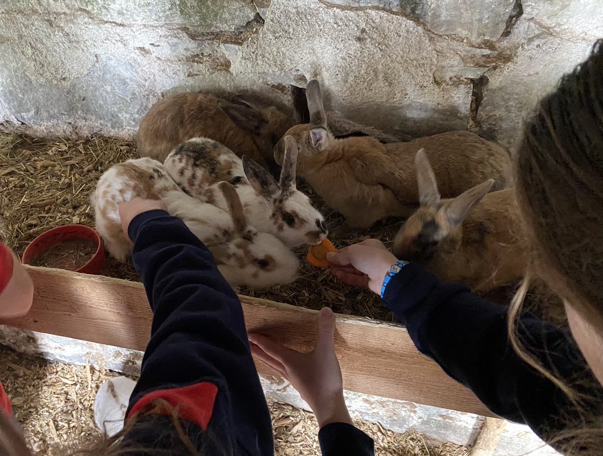 dominicangalway's tweet photo. First years having a great time at Turoe Pet Farm today. From the inflatables, to the Astro to the animals everyone had lots of fun with friends. #taylorsgirls #bonding #firstyear2023 https://t.co/hiFuHJ7CZu