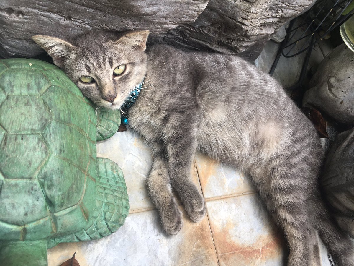 supasararoon's tweet photo. Nap nap https://t.co/82YGQ5Yhud