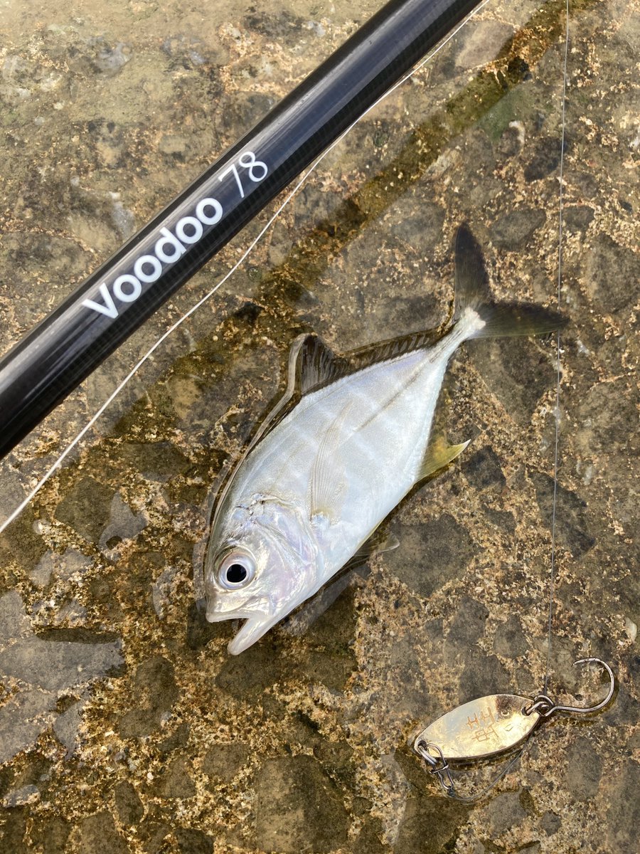 mrturizanmai's tweet photo. Voodoo78で78目チャレンジ!
4種追加で現在17目🐟
#voodoo78 #ブードゥー78 https://t.co/DmyOnLVx5O
