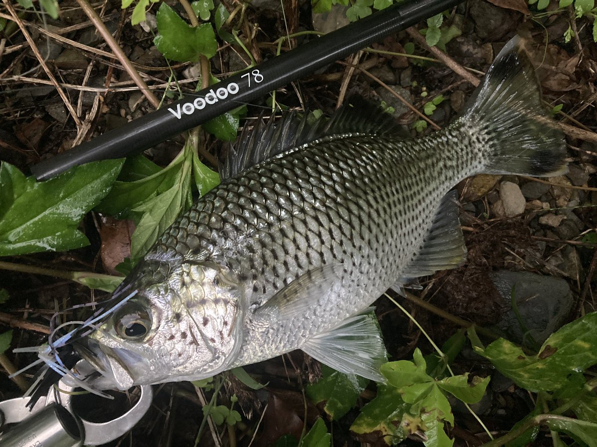 mrturizanmai's tweet photo. Voodoo78で78目チャレンジ!
4種追加で現在17目🐟
#voodoo78 #ブードゥー78 https://t.co/DmyOnLVx5O