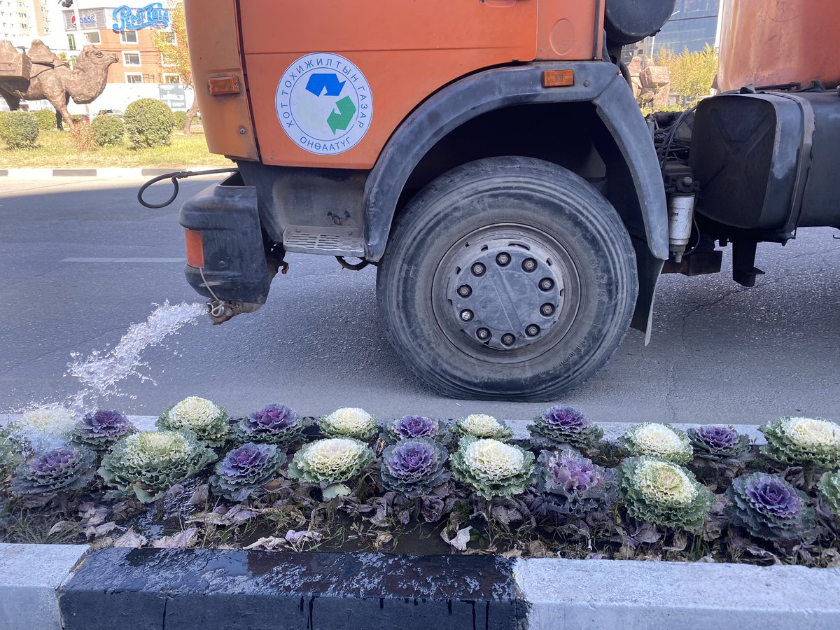 Энэ ямар нэртэй ургамал вэ?