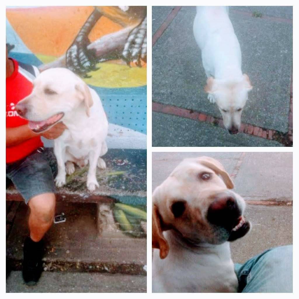 PerroUsuario's tweet photo. Este perrito apareció en la Ud4, Terrazas Mucuritas, Caricuao, se presume que se perdió, por favor difundan para que llegue a su hogar, contacto Angel +58 424-9037155 https://t.co/su7MX6BEGr