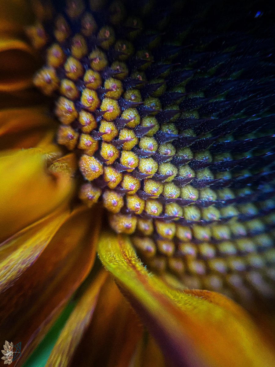 𝕊𝕖𝕖𝕕𝕤 𝕠𝕗 ℍ𝕠𝕡𝕖

#texturetuesday #texture #Sunflowers #sunflowersforukraine #Flowers #FlowerPhotography #TwitterNatureCommunity #TwitterNaturePhotography #macro #macrophotography #NaturePhotography #nature #photography #photo #PhotoOfTheDay #gardening #GardeningTwitter