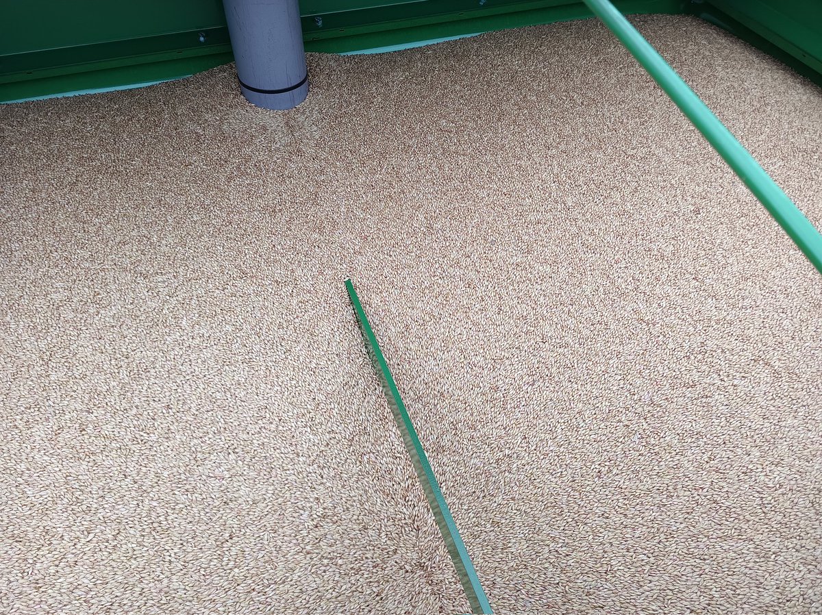 Farmer_Michael's tweet photo. I haven't grown winter barley for as long as I can remember, but here goes with some @KWSUKLtd Feeris. https://t.co/f9bEB2frU7