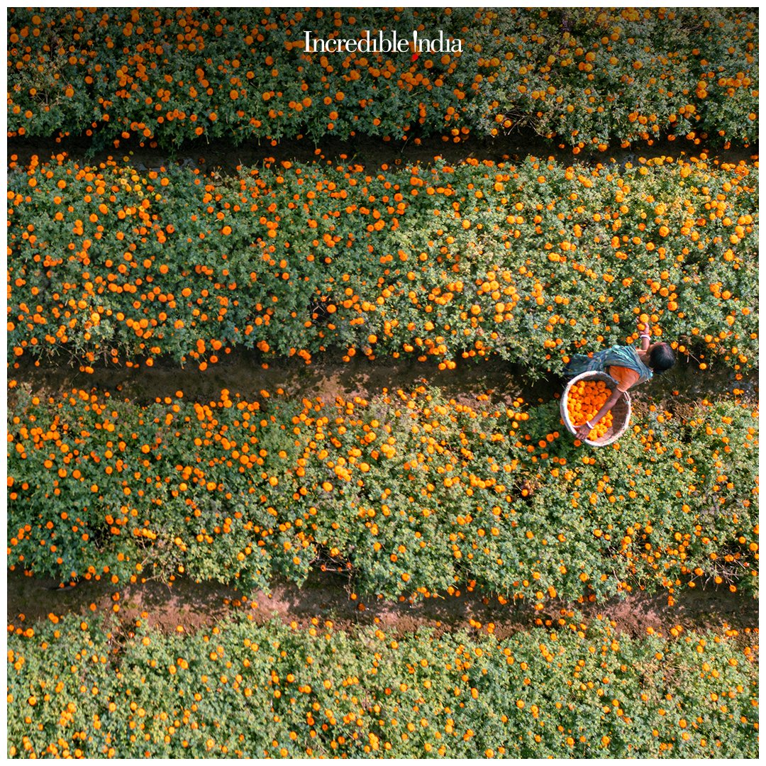incredibleindia's tweet photo. The colourful flowers scattered across the lush Valley of Flowers in Khirai, West Bengal is a beauty beyond words.

Pick up your camera for a perfect click, as the flowers indulge in a play of colours!

PC: @iamsouvik_008 

@TourismBengal 

#DekhoApnaDesh

(1/2) https://t.co/3pzbvUYeRW