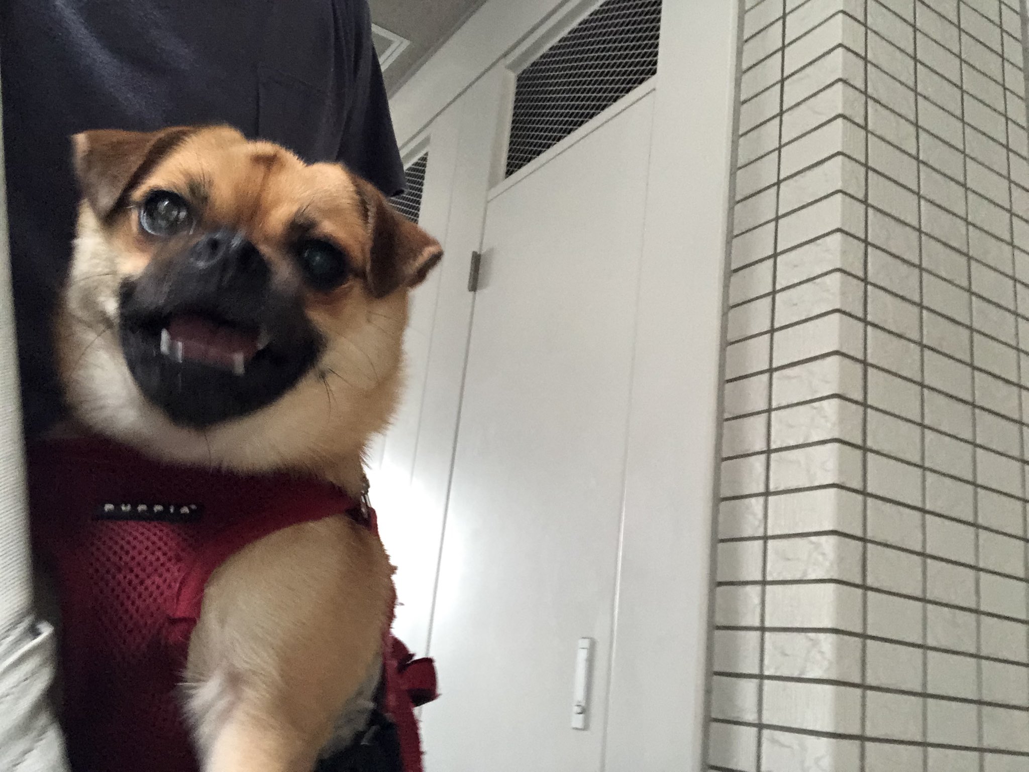 いちごう 吠えられる１秒前 すでに口元がブレてます笑 犬 かわいい 犬のいる暮らし 犬好きさんとつながりたい パグポメ Dog Kawaii Cute T Co Thez0lgk3g Twitter