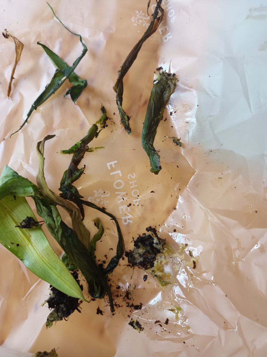 raerend's tweet photo. @marksandspencer very disappointed with quality of plant. Purchased Saturday given as gift Sunday already rotting away by Monday more rot Tuesday &amp; so it continues #notcheap #decentplantsman #marksandsparks #callalily https://t.co/k9AGqWaV85