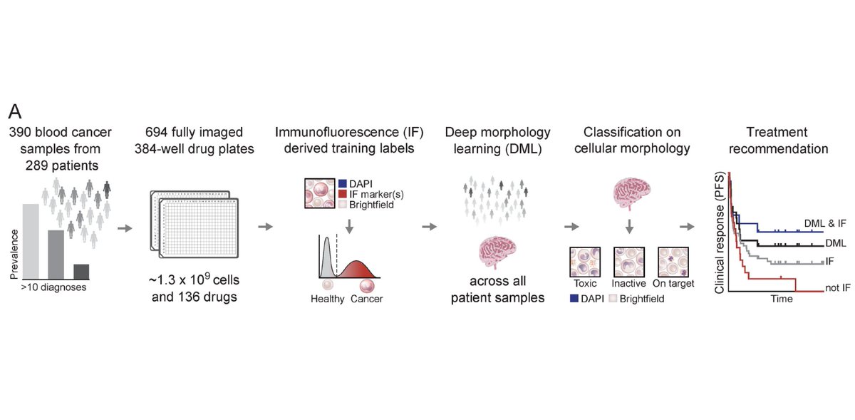 snijderlab's tweet photo. #Tweetorial of our recent @BCD_AACR paper:

We used 1.3 billion #SingleCell images from 390 #BloodCancer samples to train a #CNN. Our ‘mCNN’ could recognize malignant and healthy cells based on morphology, while immunofluorescence markers were only used as training labels. 1/7 https://t.co/ZBtkeaFaF6