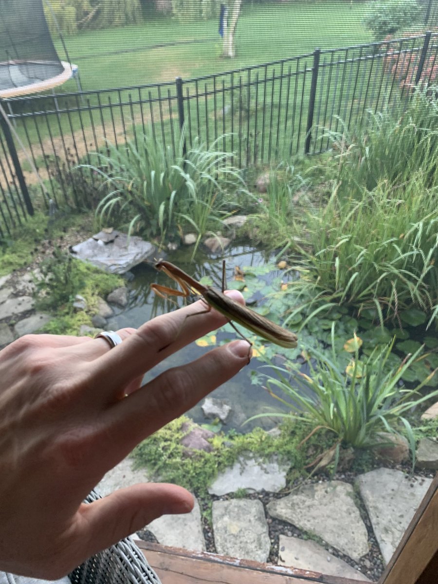 IowaDrewhit's tweet photo. Visitor during my morning coffee https://t.co/iMxuMJJmTH