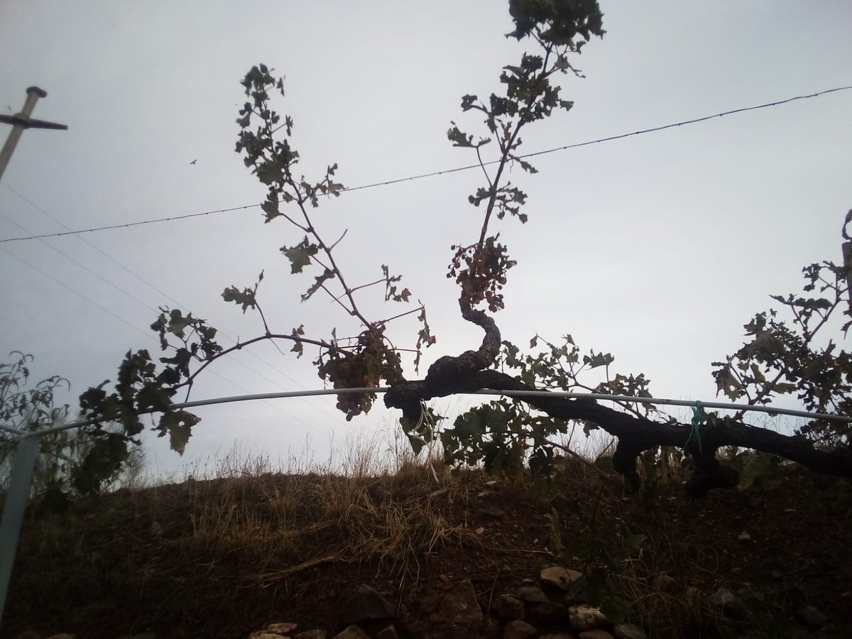EnBoca_Cerrada's tweet photo. ⛈️ "Un mal año para el #campo", confirma mi padre desde #Acered después de que ayer el pluviómetro que recoge hasta 50L se desbordara en minutos y lo rompiera un #granizo, como los que arrasaron huertos, cepas y parras 🍇 como las de la foto. Se filtró #agua 🏘️ y derribaron muros https://t.co/HqZzpu4r1X