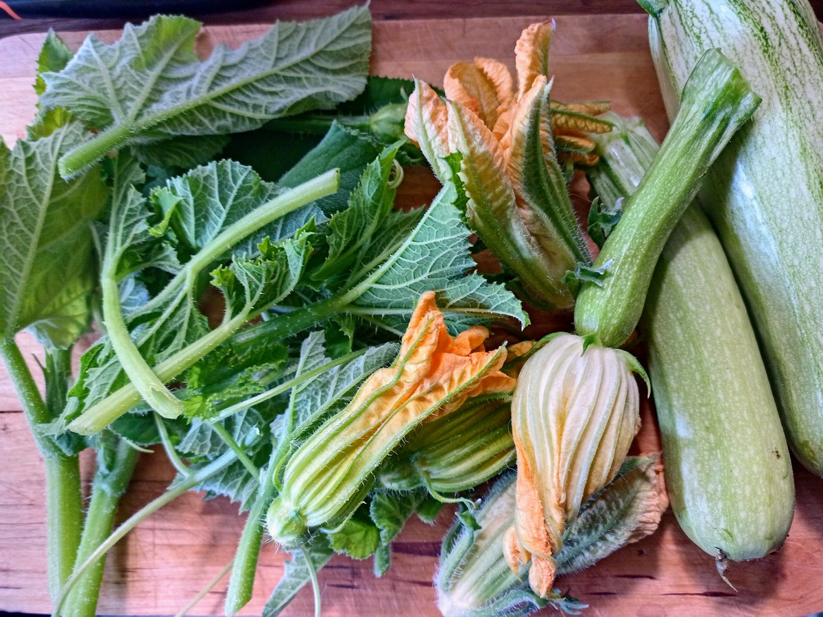 realfoodorelse's tweet photo. Glöm inte äta upp era zucchini plantor! En god buljongbaserad soppa med späda blad, rankor, blommor och små omogna frukter är super god med lime, koriander och en spicy salsa till. En enkel variant av den mexikanska "sopa de guías". #mattips #skörd2022 #odling2022 #hemberedskap https://t.co/RyHzYwp0GP