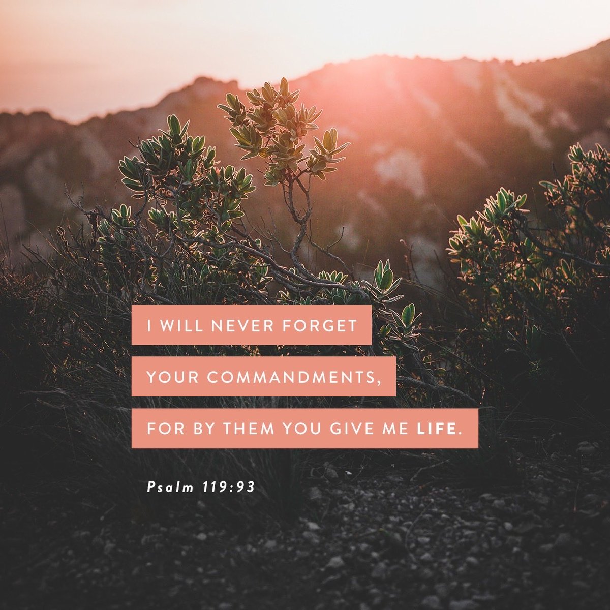 holywomenprayer's tweet photo. God knows what’s best for us 🙏🏾✝️❤️ #God’sbest #trustGod #commandments #lifeinGod #God’sway #thebestway 👇🏾 https://t.co/GdAKqwAy3x