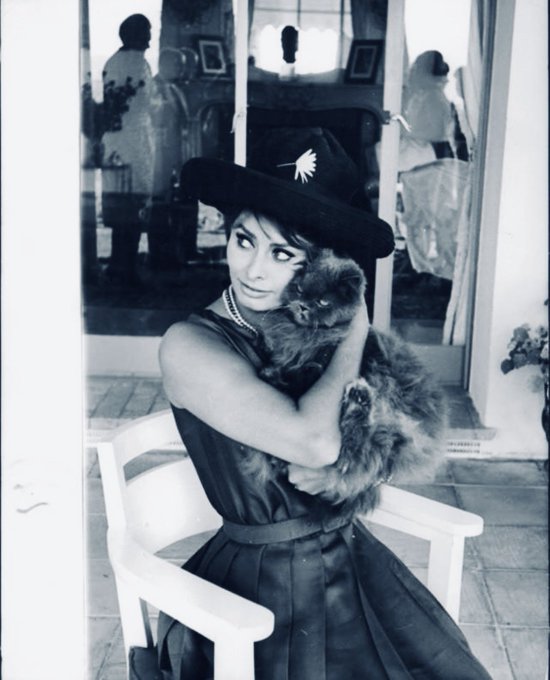 Happy Birthday Sophia Loren. 
Holy Kittens. 