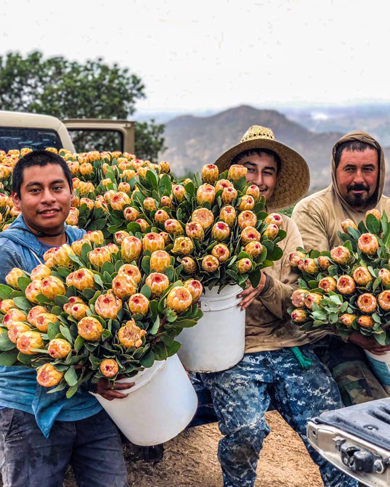 Coming soon: Grandicolor. Yes, there are so many amazing protea to choose from (especially during autumn). We promise you’ll be mesmerized by them all! 🧡🌼🧡 #inspiredbyflowers #protea #grandicolor #inthefield #fallfaves #embracingtheseasons #cagrown