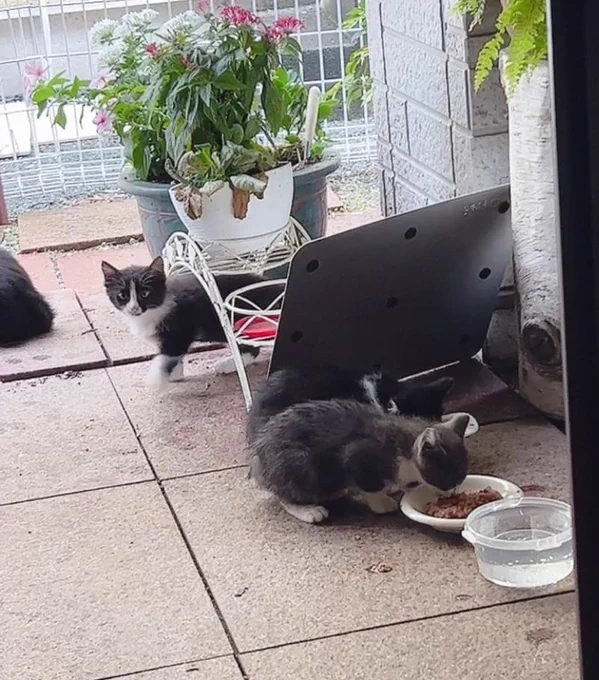 叔父「近所にたくさん子猫が現れてしまったので何とかしてくれ」
皆うちのことを緊急避難場所か何かと勘違いしてn、nnnnnnnnnnnンンンンンンぎゃわいいねええええええええええええええ🐱🍼🐱🍼🐱🍼 