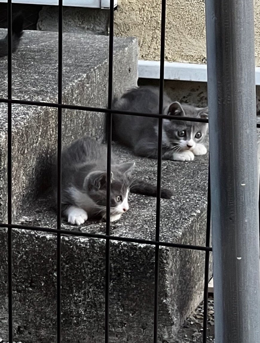 叔父「近所にたくさん子猫が現れてしまったので何とかしてくれ」
皆うちのことを緊急避難場所か何かと勘違いしてn、nnnnnnnnnnnンンンンンンぎゃわいいねええええええええええええええ🐱🍼🐱🍼🐱🍼 