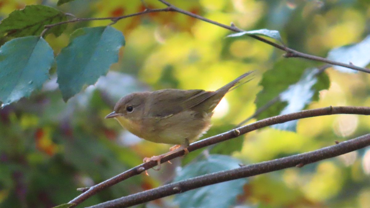 SegrestJen's tweet photo. Female common yellow throat stopped long enough for me to catch a photo. #birdwatching #NaturePhotography #birdingpennsylvania #naturelovers #wildlifephotography #birdphotography #wildlife #montco #birds #birdlovers https://t.co/VIjkY4pMEf