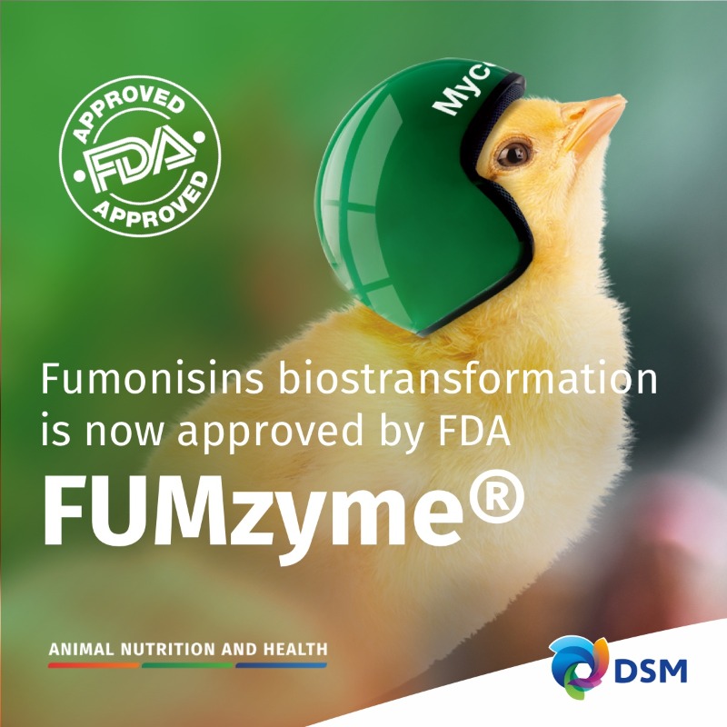 dsmfirmenichANH's tweet photo. Fumzyme® is the first mycotoxin degrading ingredient that went through FDA's Food Additive Petition (FAP) process successfully. That makes it the first product ever to be approved for degrading fumonisins in feed in the U.S. market. Learn more: