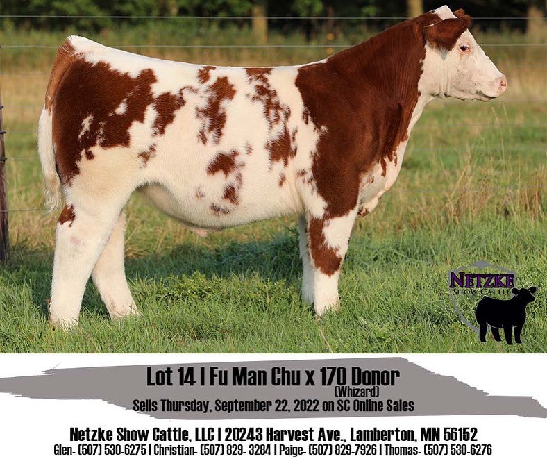 NetzkeCattle's tweet photo. ✌🏼DAYS UNTIL SALE DAY!

•Lot 14-Fu Man Chu x 170 (Whizard)
•Lot 20-Fu Man Chu x I-67
•Lot 21-Fu Man Chu x Frisky Whiskey

Time is starting to run out—follow the link to view the Netzke Show Cattle Annual Online Fall Sale hosted by SC Online Sales: https://t.co/bx79CXkqDT https://t.co/OQpoxNyOUN