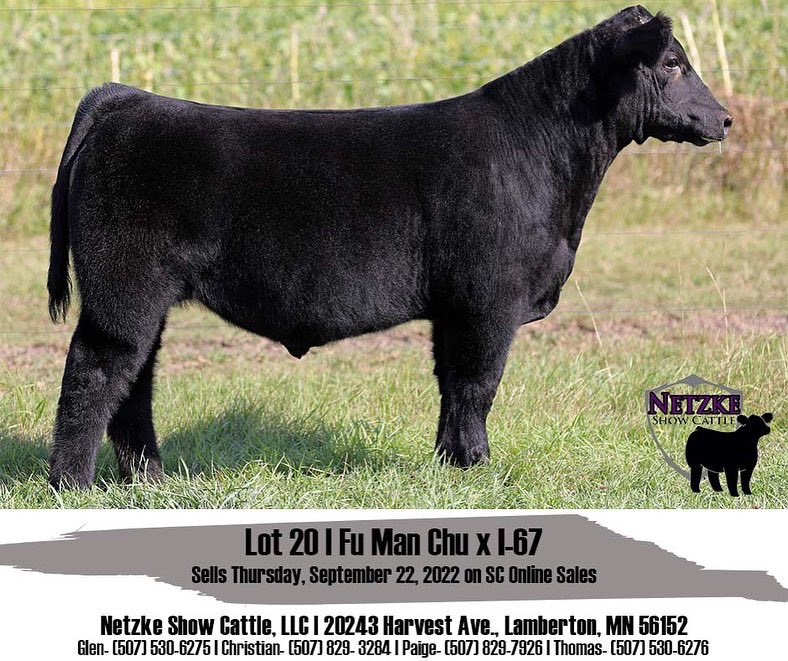 NetzkeCattle's tweet photo. ✌🏼DAYS UNTIL SALE DAY!

•Lot 14-Fu Man Chu x 170 (Whizard)
•Lot 20-Fu Man Chu x I-67
•Lot 21-Fu Man Chu x Frisky Whiskey

Time is starting to run out—follow the link to view the Netzke Show Cattle Annual Online Fall Sale hosted by SC Online Sales: https://t.co/bx79CXkqDT https://t.co/OQpoxNyOUN