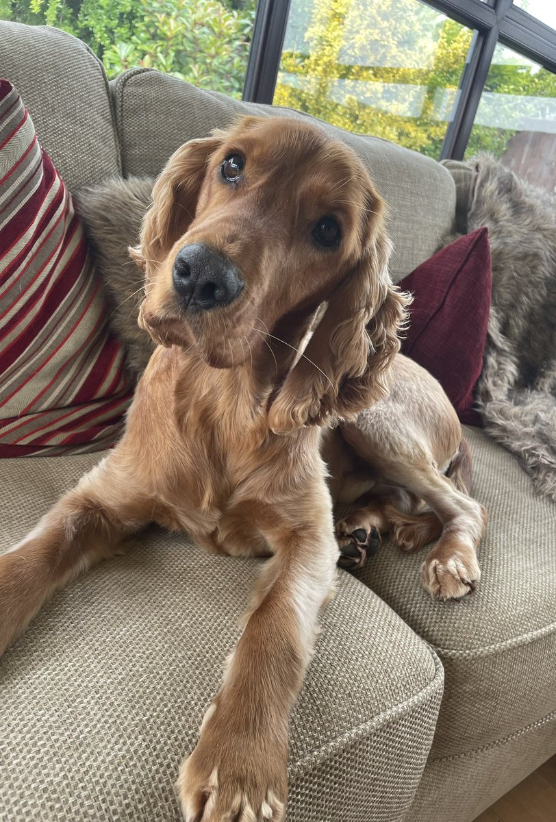 Dogs are just the best! ❤️❤️
#dogsoftwitter
#DogsOnTwitter