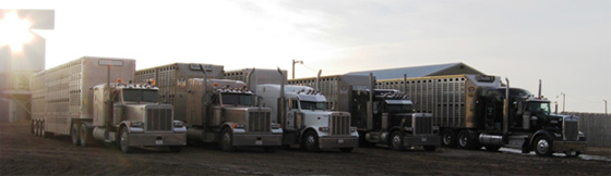 Strike three? Transport rest stops still don't show a benefit for weaned calves. However, preconditioning and trip length do affect animal outcomes. BCRC Science Director Dr. Reynold Bergen summarizes the latest research results from AAFC Lethbridge: beefresearch.ca/blog/transport…