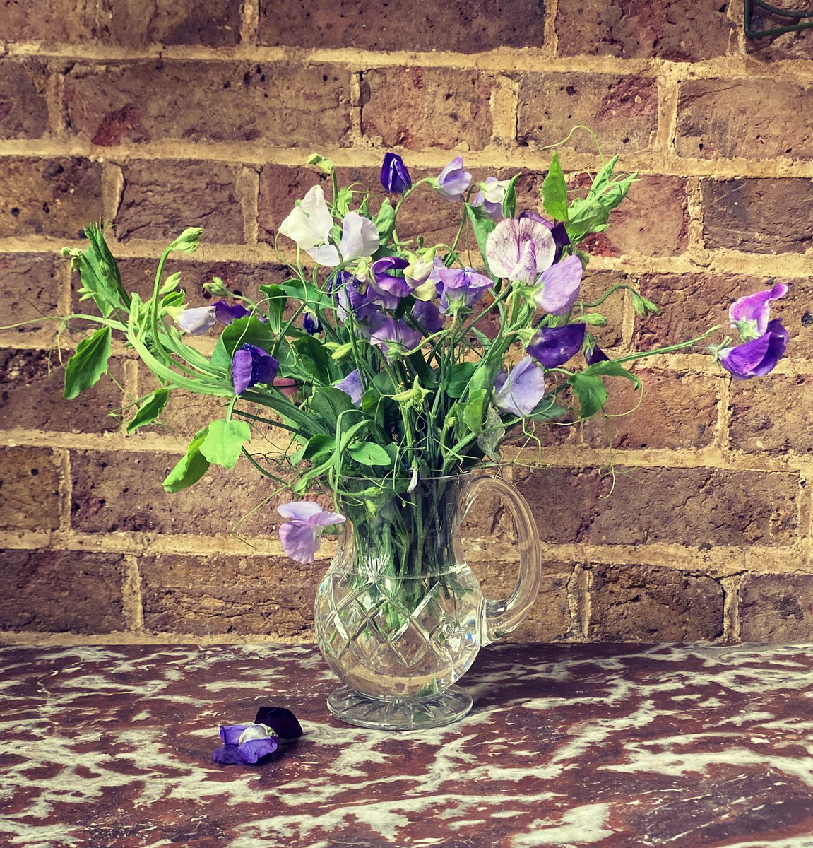 Last of the summer’s sweet peas #lathyrusodoratus