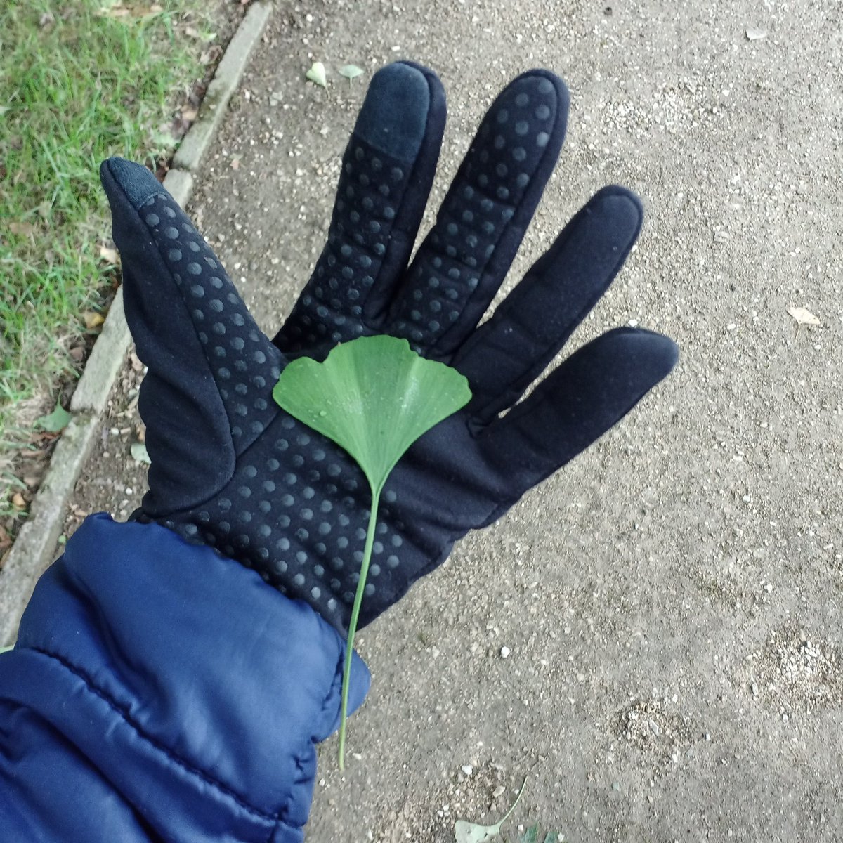 Kathrin Rosi🦉Würtz (@rosiwuertz) on Twitter photo Herr von Goethe lässt grüßen! Irgendwie erinnert mich der #Ginkgo immer wieder an mein Nebenfach (Germanistik). 🌱💚📝 <a href="/BonnGardens/">Bonn Botanic Gardens</a> Herr von Goethe lässt grüßen! Irgendwie erinnert mich der #Ginkgo immer wieder an mein Nebenfach (Germanistik). 🌱💚📝 <a href="/BonnGardens/">Bonn Botanic Gardens</a>