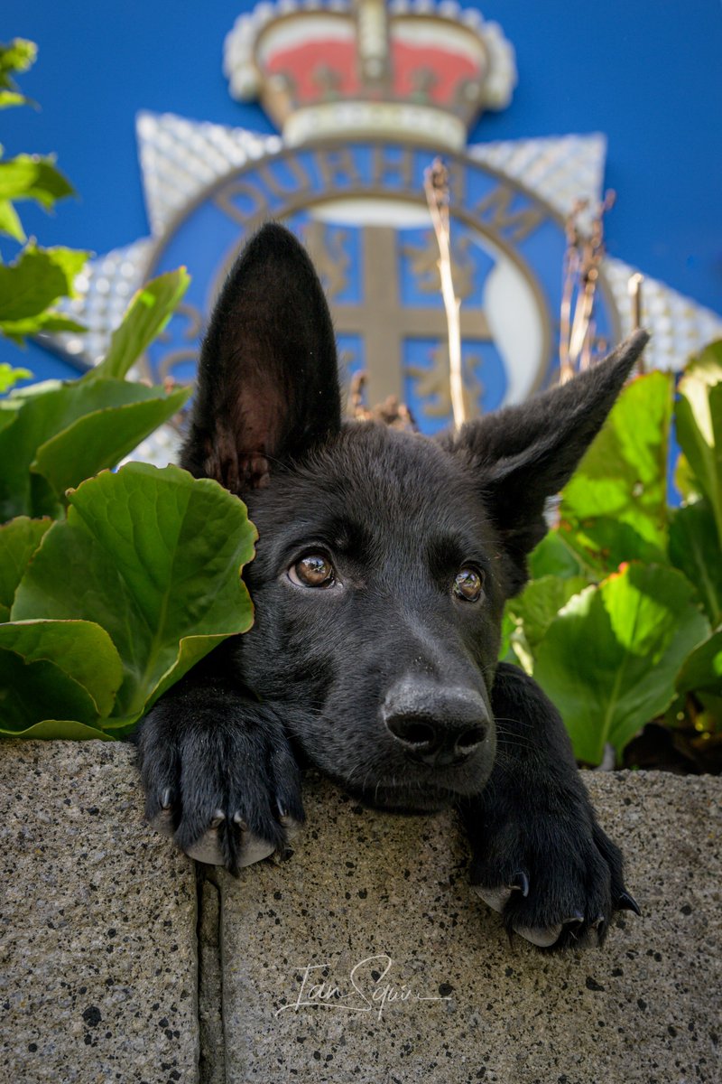 DurhamPolice's tweet photo. PD Griff here to put a smile on everyone's faces 🐾

Little Griff is just 13 weeks old but is already getting the hang of his hide and seek skills... German Shepherd style😉

📸Credit: @squire_photo 

@DurhamPoliceK9 @DurhamRAPol https://t.co/S4ogtw63ZP