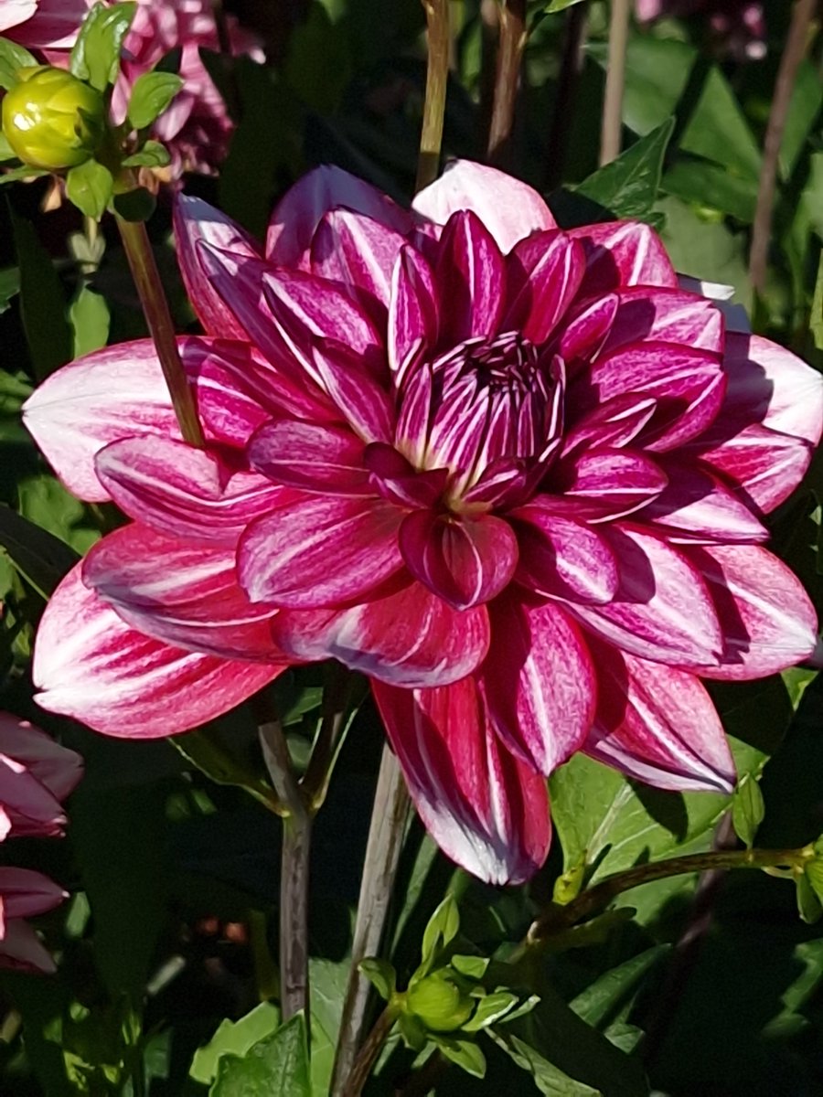Dallaswear_OFL's tweet photo. So many Dahlias to choose from!
#dahlias #dahlia #Flowers #FlowerPhotography #colourful #beautiful #gardens #gardenflowers #photooftheday #NaturePhotography #naturelovers #botanical #Photograhpy #happiness #Enjoy #enjoylife #favourite #colourandpattern #wonderfulworld https://t.co/GHKHouKi8Q
