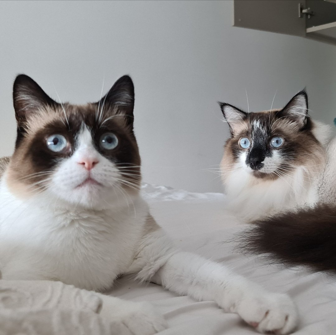 fluffytimes_'s tweet photo. Good Morning #Twitter 😻 We are new here, say hello if you like 😻 #CatsOfTwitter #goodmorning https://t.co/fMk5hvcaJc