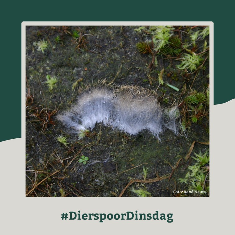 Zoogdiervereniging tweet media