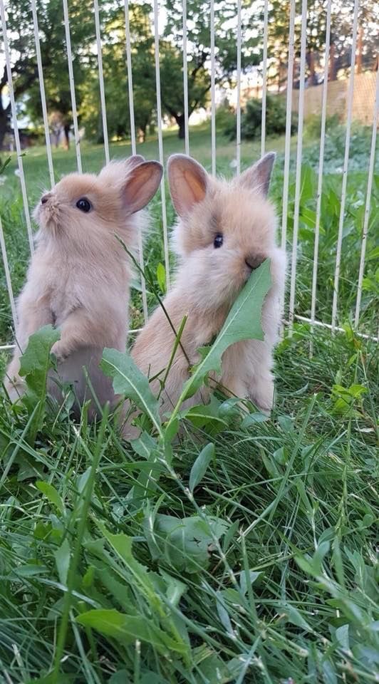 Bunnies (@rabbiteveryhour) on Twitter photo 