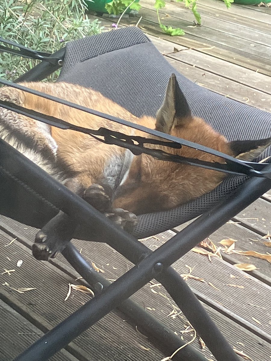 Does it still count as wildlife if it falls asleep on a comfy garden chair?