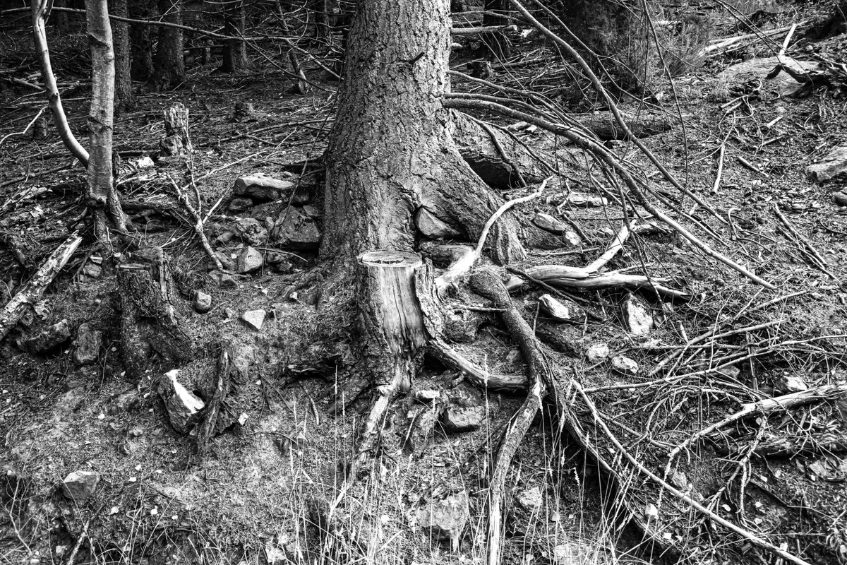 andyradka's tweet photo. Cropton Forest - in North Yorkshire #yorkshireinblackandwhite #Yorkshire #blackandwhitephotos #blackandwhitephotography #BWPMag #BlackMinimalism #NorthYorkMoors #ForestryEngland #NorthYorkshire #LightintheForest #ForForests #Pentax #EyeHope #Cropton https://t.co/k2FdU6pVRy