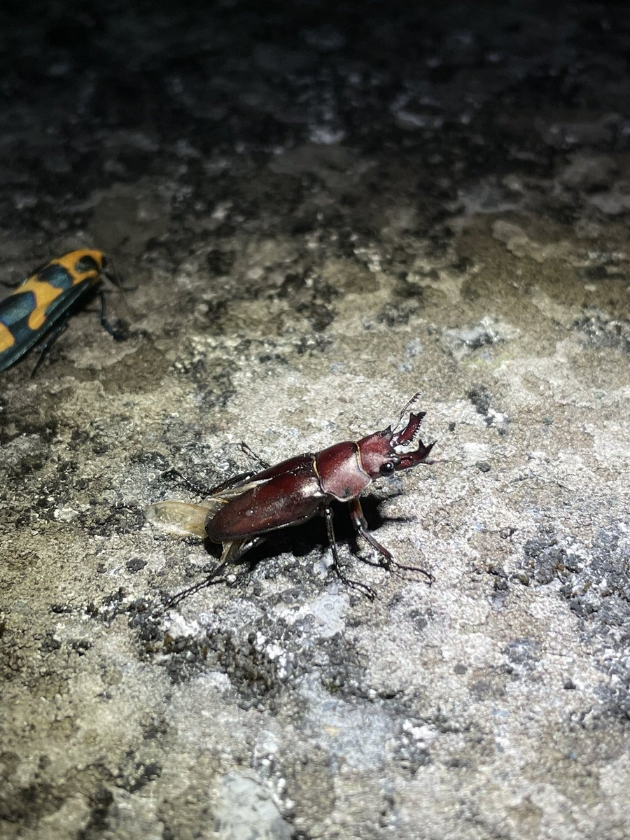 肉蛋吐司 (@tezeyatt) on Twitter photo 